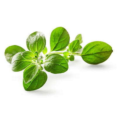 Oregano